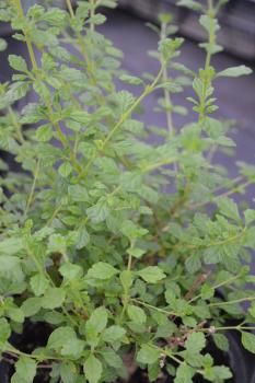 Oregano, Dominikanischer (Pflanze)